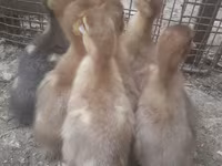 Ducks — 照片 2