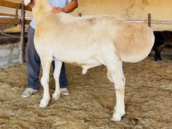 Qoç, Qoyunlar