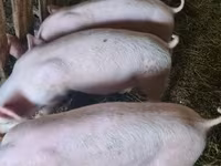 母猪, Крупная белая — 照片 3