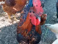 Ayam Cemani — foto 4