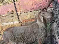 Qoç, Hissar sheep — foto 2