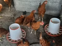 Chickens — foto 1