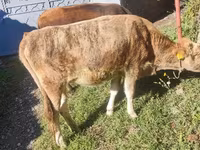 母牛, Simmental cattle — 照片 1