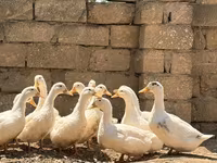 Alman Pekin — foto 1