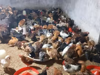 Chickens — foto 2