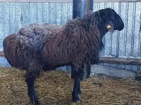 Baran, Hissar sheep — zdjęcie 1