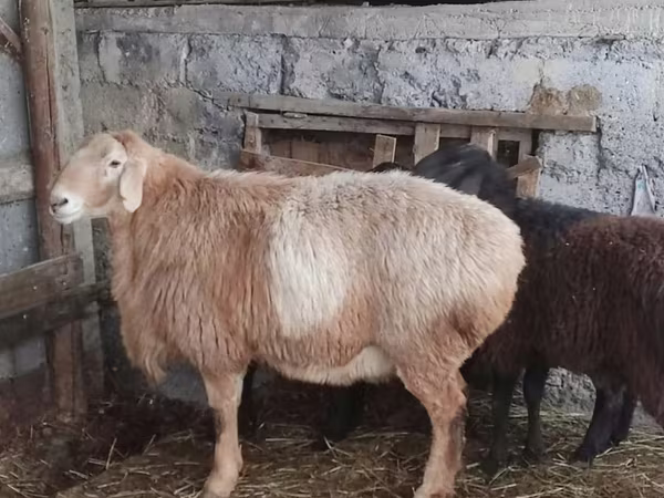 Carnero, Arashan sheep