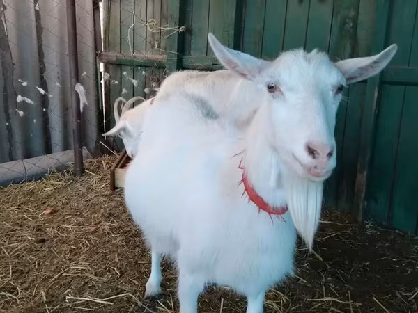 Dişi keçi, Saanen goat