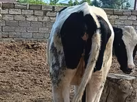 母牛, Simmental cattle — 照片 3