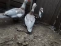 Ducks — photo 4