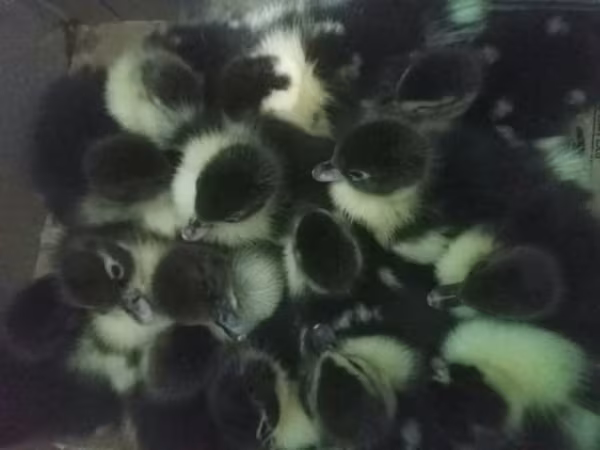 Domestic Muscovy — Azerbaijan