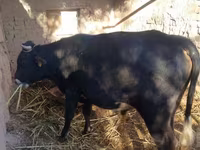公牛, Cattle — 照片 2