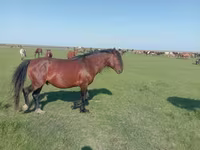 Égua, Mugalzhar horse — foto 1