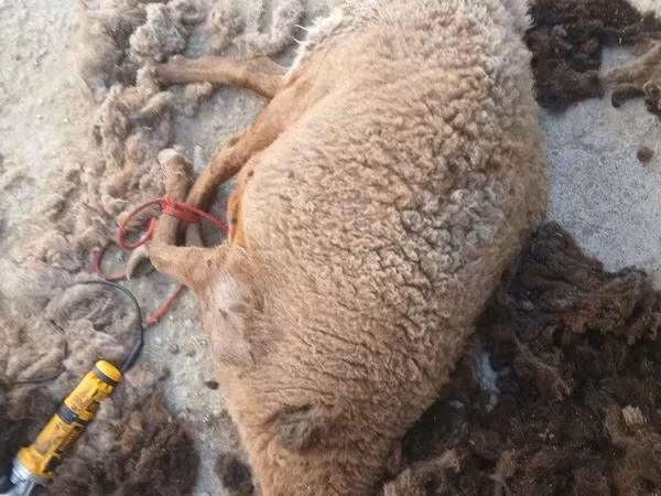 绵羊（批次，未指定性别）, Sheep