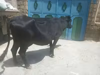 Cow, Cattle — photo 3
