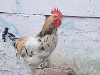 Chickens — photo 3