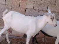बकरी, Saanen goat — फ़ोटो 2