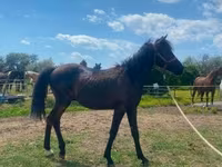 Cavalo, Hucul pony — foto 3