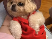 Reyal alıyıcıya endirim olunacaq Golden Pekinisdi üstündə daşıma — Foto 3