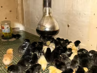 Chickens — foto 3