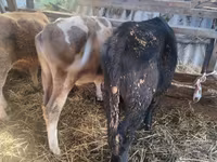 Kuh, Simmental cattle — Foto 5