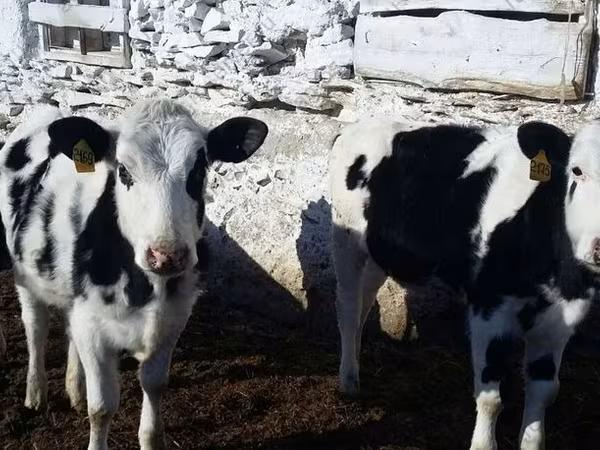 Корова, Russian Black pied cattle