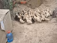 German Pekin — photo 3