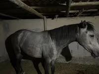 Madyan, Thoroughbred horse — foto 3