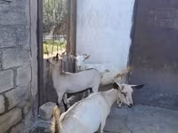 Goat, Saanen goat — photo 2