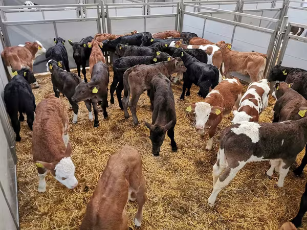 牛只（批次，未指定性别）, Holstein breed
