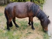 公马, Shetland Pony — 照片 4