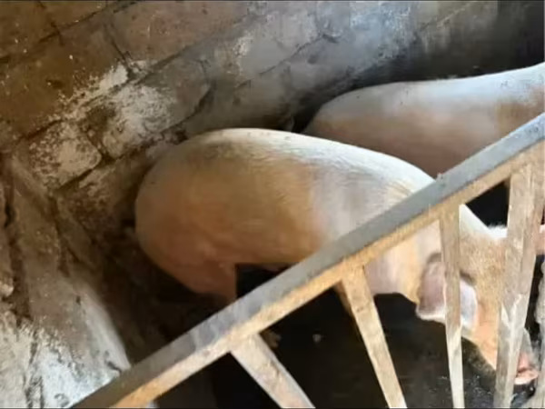 Säue, Крупная белая