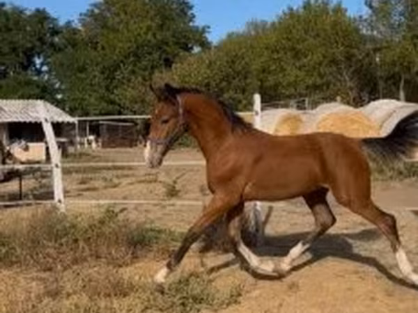 Kůň, Dutch warmblood horse