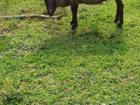 Qoyun, Romanov sheep — foto 3