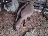 Goat, Nubian Goat — photo 4