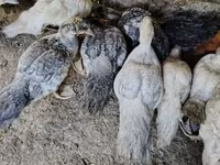Ducks — الصورة 1