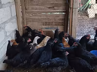 Chickens — photo 2