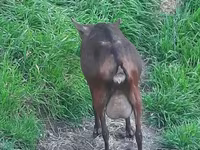 عنزة, Irish goat — الصورة 2