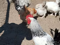 Chickens — foto 5