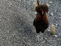 Chickens — الصورة 1