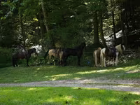 At, Pinto horses — foto 3