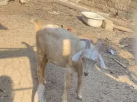 Goat, Goats — photo 5