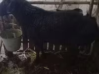 Койлор (партия, жынысы көрсөтүлгөн эмес), Койлор — сүрөт 1