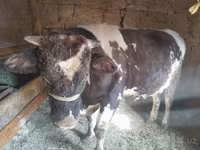 Byk, Russian Black pied cattle — zdjęcie 7