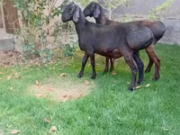 Baran, Arashan sheep — zdjęcie 6