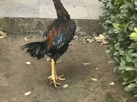Chickens — foto 2