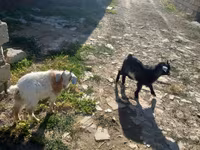 Goat, Goats — photo 2