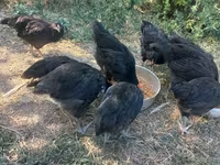 Australorp — photo 2