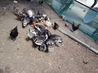 Chickens — 照片 8