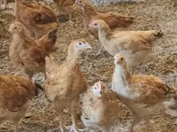 Chickens — photo 2